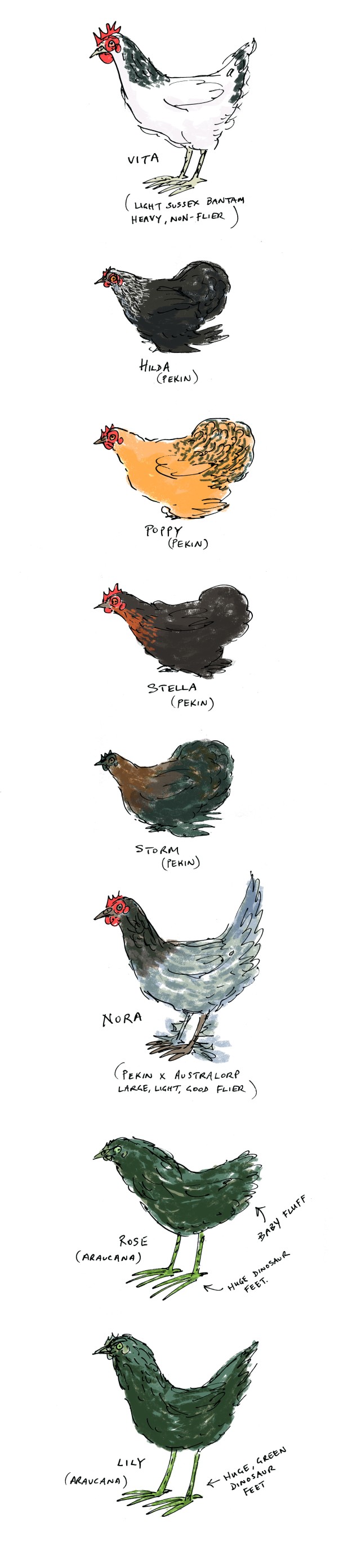 chicken pecking order colour flat